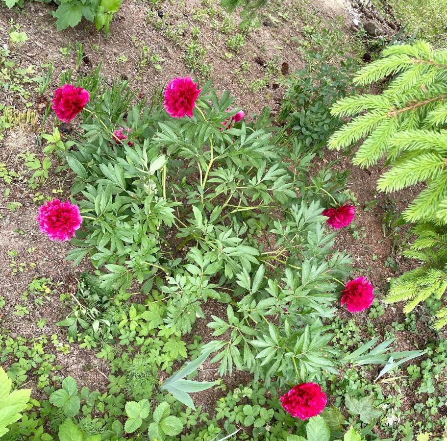 Freiblick 1 Bad Glbg Mit Garten Top1 Bad Gleichenberg Dış mekan fotoğraf